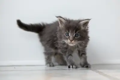 Sweet Blue Tabby European Maine Coon Female – Spring Kitten!, View more