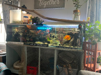 150 gallon fish tank with fish and turtle