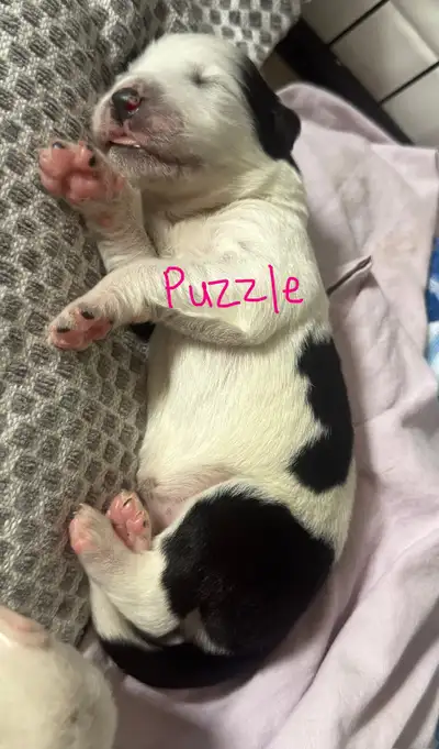Puppy Love!!!, View more