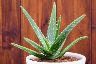 PLUSIEURS PLANTES A VENDRE, View more