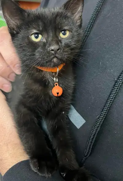 I'm a volunteer at a pet store and I am training to be a vet. I decided to open up Pet-sitting servi...