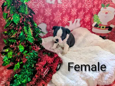 Gorgeous Boston Terriers, View more