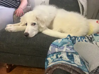 Great Pyrenees Puppy, View more
