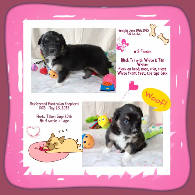 ASDR Australian Shepherds in Dogs & Puppies for Rehoming in Strathcona County - Image 9