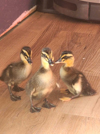 3 Ducklings!