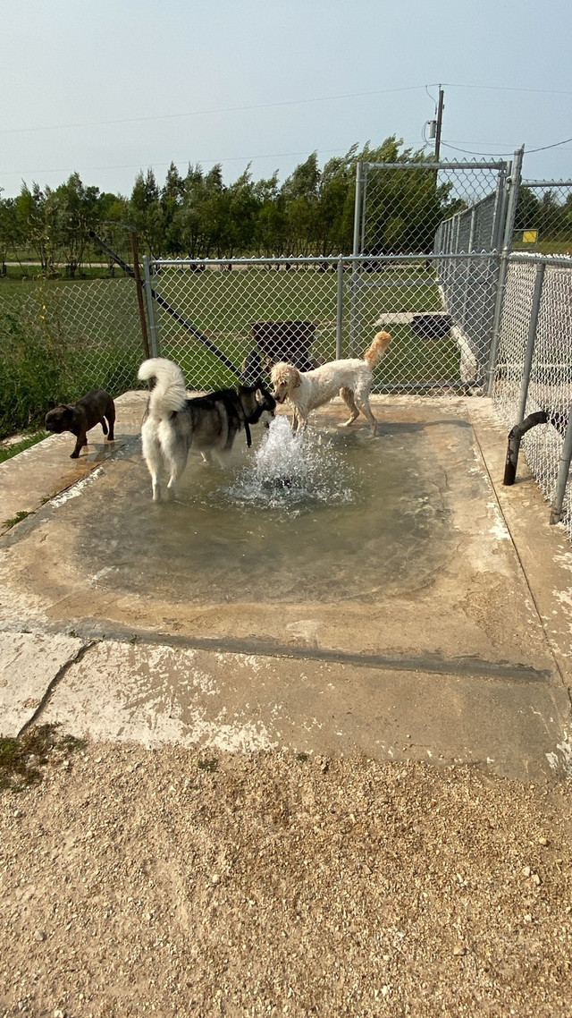 Frenchy’s Pawradise resort  license, dog boarding facility in Animal & Pet Services in Winnipeg - Image 3