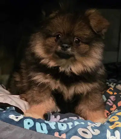 pure pomeranian puppies 2 boys available, View more