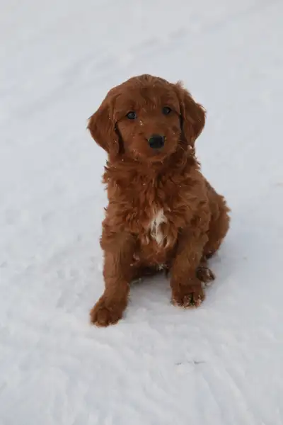 Super Cute! F1B Beautiful Red Goldendoodle Puppies, View more