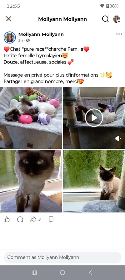 chaton hymalayien **pure race**négociable, View more