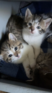 Bengal kitties ONLY $300!!