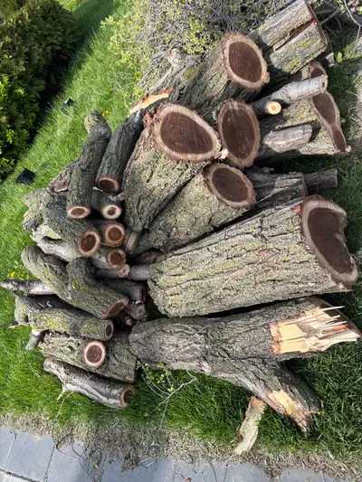 free firewood nicely cut hardwood! see pics!, View more