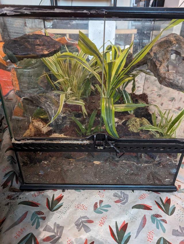 Crested Gecko w/ Bioactive Enclosure  in Reptiles & Amphibians for Rehoming in Kitchener / Waterloo