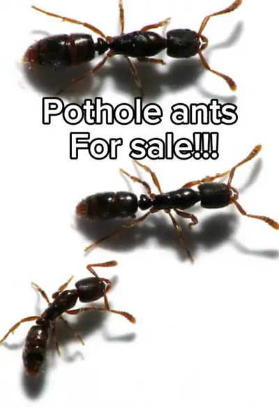 Looking to start your own ant empire? These pothole ants are ready to move into their new home! Thes...