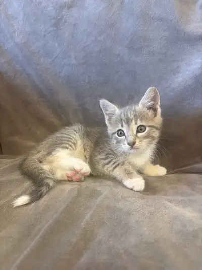 Cute Kittens, View more