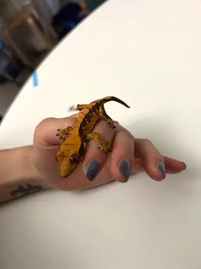 Female 5g,10g,12g crested geckos  , View more