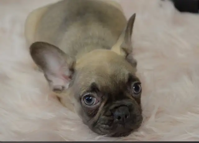 French Bulldogs for sale (fluffy carrier) low shed in Dogs & Puppies for Rehoming in Calgary - Image 6