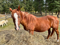 morgan quarter horse