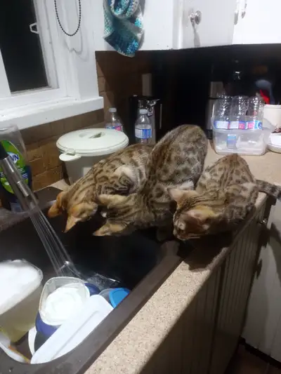 kittens for sale, View more