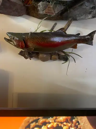 Taxidermy Rainbow Trout Mount Great Condition,Over 24 Inches,OBO.
