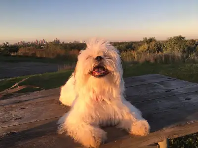 Meet Leah a sweet and affectionate 6-year-old Shih Tzu. She’s a well-behaved companion with a playfu...