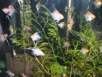 READ THE ACTUAL AD FOR PRICING - yes they are available These fish are all compatible with each othe...