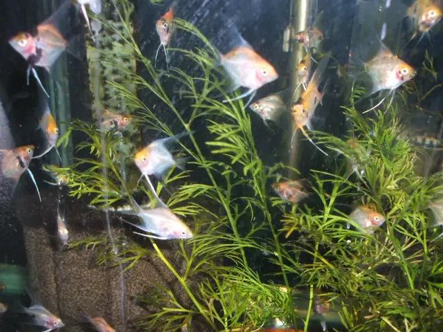 Community tropical fish - various types in Fish for Rehoming in City of Toronto - Image 2