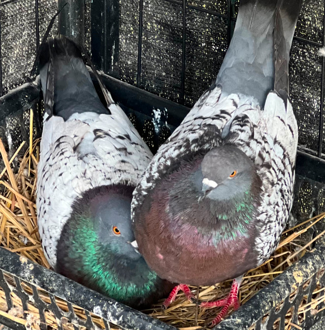 Pigeons de races. dans Oiseaux à adopter  à Laval/Rive Nord - Image 2