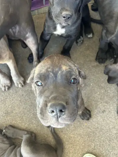 Cane corso/Great Dane puppies ready in 2 weeks with first shots., View more