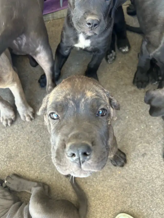 Cane corso/Great Dane puppies ready in 2 weeks with first shots. in Dogs & Puppies for Rehoming in Penticton - Image 2