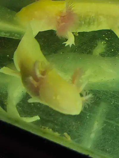 Axolotls forsale, View more