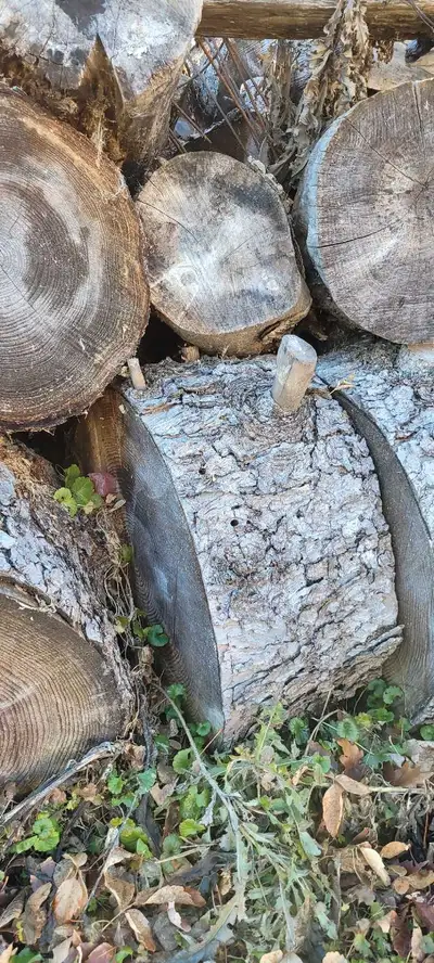 Firewood stumps for sale