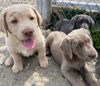 Labrador | Adoptez des chiens et chiots dans Québec | Petites annonces de  Kijiji