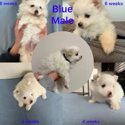 Pomsky puppy’s, View more