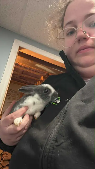 lapin rex bébé , View more