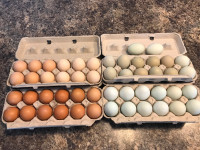 Easter Egger hatching eggs