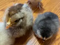 Ameraucana chicks 
