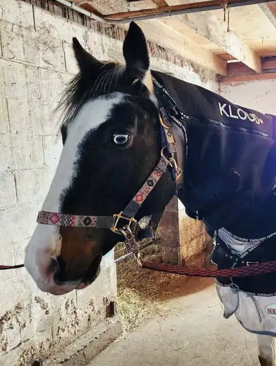 Electromagnetic Therapy for horses and dogs.Bring the endless benefits to your precious pets .