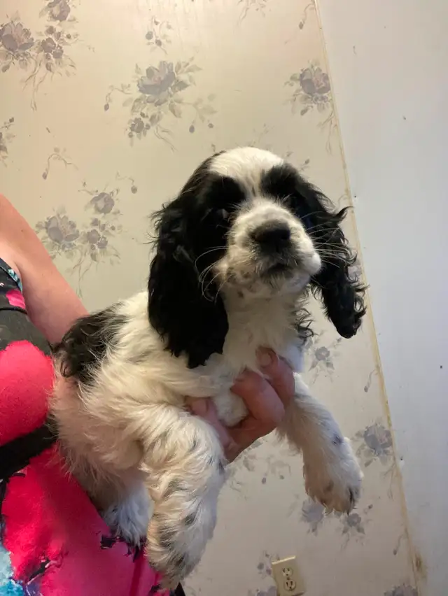 Cocker Spaniel puppies in Dogs & Puppies for Rehoming in Edmonton - Image 3