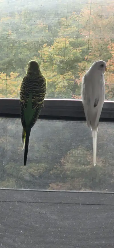  Two budgies, View more
