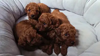 MALE SMALL DARK RED PURE POODLE, View more