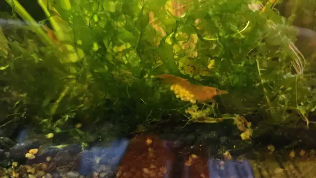 Neo shrimp - fire red, sunkist and yellow mixed in Fish for Rehoming in Richmond - Image 6