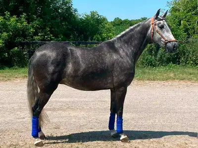Located in Ontario King City Ontario, .with Canada - wide transport available. Lusitano gelding, bor...