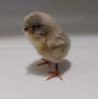 Pure bred Orpington Chicks 