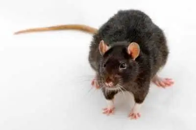 Recherche fournisseur rat congeler qui peut livrer à laval