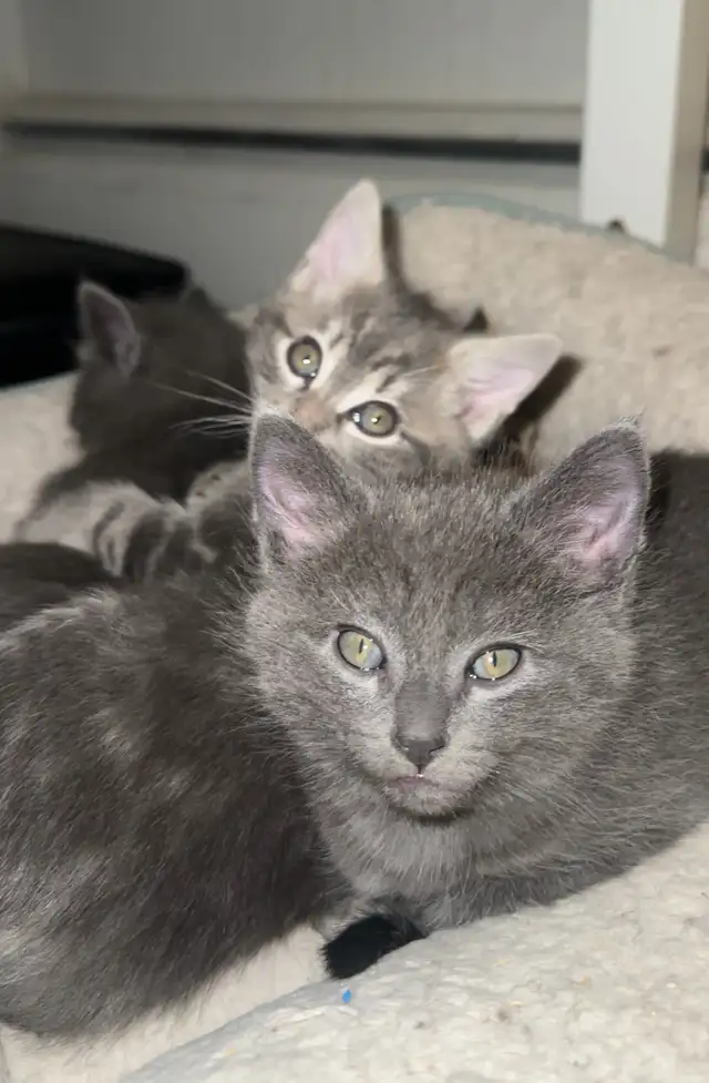 Kittens Russian x siberian Crossbreed mid  Hair Grey Kittens 2