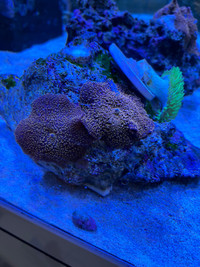 Corals rehome
