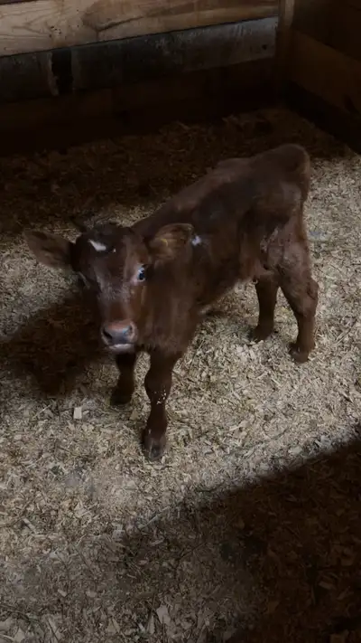 shorthorn beef calve , View more
