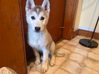 FEMALE HUSKY PUPPY VACCINATED VET CHECKED READY  to go, View more