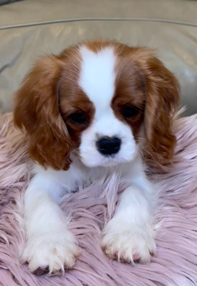 Mini Girl Cavalier King Charles Spaniel, European registration  in Dogs & Puppies for Rehoming in Markham / York Region - Image 4