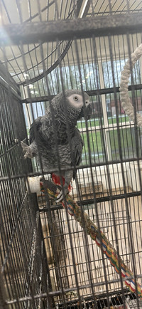 African Grey parrot for sale 